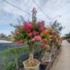 Cây hoa giấy bonsai trồng chậu tại Cây Xanh US