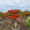 Cây hoa giấy bonsai trồng chậu tại Cây Xanh US
