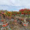 Cây hoa giấy bonsai trồng chậu tại Cây Xanh US