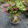 Cây hoa giấy bonsai trồng chậu tại Cây Xanh US