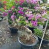 Cây hoa giấy bonsai trồng chậu tại Cây Xanh US
