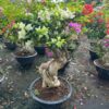 Cây hoa giấy bonsai trồng chậu tại Cây Xanh US