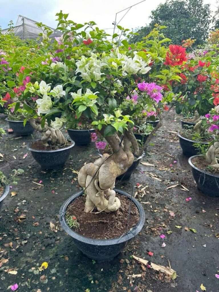 Top 1 địa chỉ mua cây hoa giấy leo giàn ở TPHCM Dịch vụ cây xanh Khu vực giao cây xanh Thi công công trình Thi công sân thượng Thiết kế ban công Thiết kế cảnh quan Thiết kế cảnh quan sân vườn Thiết kế sân vườn Vựa cây cảnh  