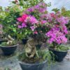 Cây hoa giấy bonsai trồng chậu tại Cây Xanh US