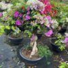 Cây hoa giấy bonsai trồng chậu tại Cây Xanh US