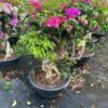 Cây hoa giấy bonsai trồng chậu tại Cây Xanh US