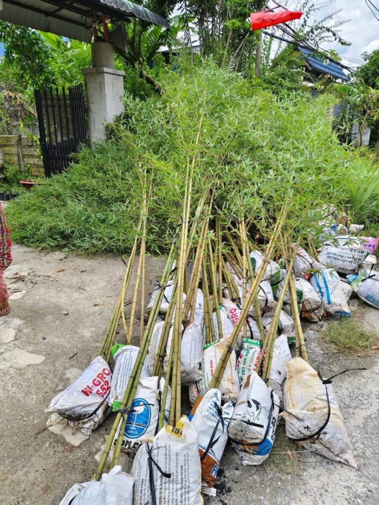 Dịch vụ cung cấp Cây trồng sân vườn nhỏ + mua online giao hàng tận nơi Dịch vụ cây xanh Cây xanh phong thuỷ Thiết kế ban công Thiết kế cảnh quan Thiết kế cảnh quan sân vườn Thiết kế sân vườn  Vườn mini Tư vấn cây trồng Trang trí cây cảnh sân vườn Thiết kế sân vườn Hoa sân vườn nở quanh năm Dịch vụ cây trồng Cây trồng sân vườn nhỏ Cây trồng sân vườn lấy bóng mát Cây trồng sân vườn biệt thự Cây trồng sân thượng Cây cảnh mini Cây ban công Các loại cây trồng tiểu cảnh sân vườn Các loại cây trồng sân vườn đẹp Ban công xinh 