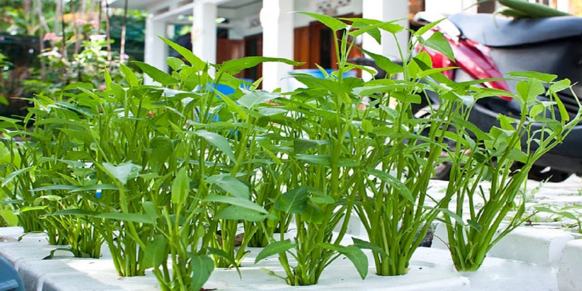 Hướng dẫn cách trồng và chăm bón rau muống Hướng dẫn chăm sóc cây Kỹ thuật trồng cây Hướng dẫn cách trồng và chăm bón rau muống Hướng dẫn chăm sóc cây Kỹ thuật trồng cây