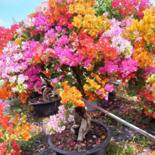 Cây hoa giấy bonsai trồng chậu Cây + Chậu (Combo)