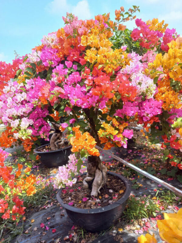 Cây hoa giấy bonsai trồng chậu Cây + Chậu (Combo) 2