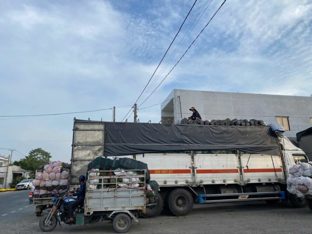 Cung cấp cây xanh, cây kiểng tại Phan Thiết - Mũi Né Khu vực giao cây xanh Dịch vụ cây xanh Vựa cây cảnh  
