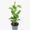 Cây giống chanh dây tại Cây Xanh US