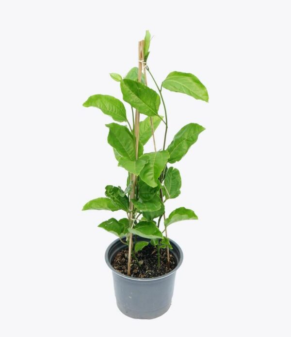 Cây giống chanh dây Cây giống 2