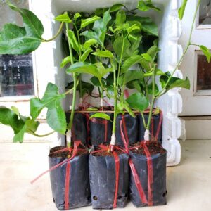 Cây giống chanh dây  