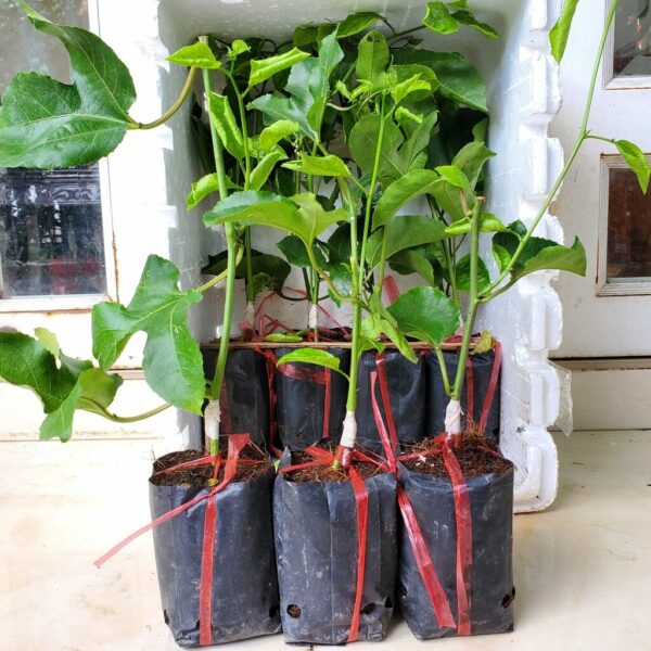 Cây giống chanh dây Cây giống 3