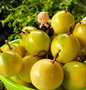 Cây giống chanh dây  