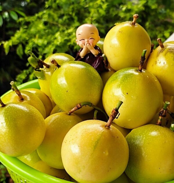 Cây giống chanh dây Cây giống 4