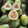 Cây giống chanh dây tại Cây Xanh US