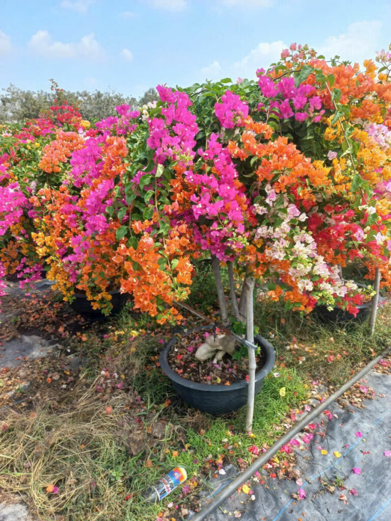 Top 5 giống cây hoa giấy leo cổng đẹp nhất hiện nay Thiết kế sân vườn  