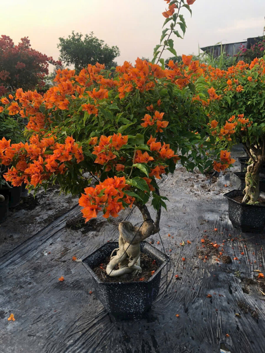 Top 1 địa chỉ mua cây hoa giấy leo giàn ở TPHCM Dịch vụ cây xanh Khu vực giao cây xanh Thi công công trình Thi công sân thượng Thiết kế ban công Thiết kế cảnh quan Thiết kế cảnh quan sân vườn Thiết kế sân vườn Vựa cây cảnh Top 1 địa chỉ mua cây hoa giấy leo giàn ở TPHCM Dịch vụ cây xanh Khu vực giao cây xanh Thi công công trình Thi công sân thượng Thiết kế ban công Thiết kế cảnh quan Thiết kế cảnh quan sân vườn Thiết kế sân vườn Vựa cây cảnh
