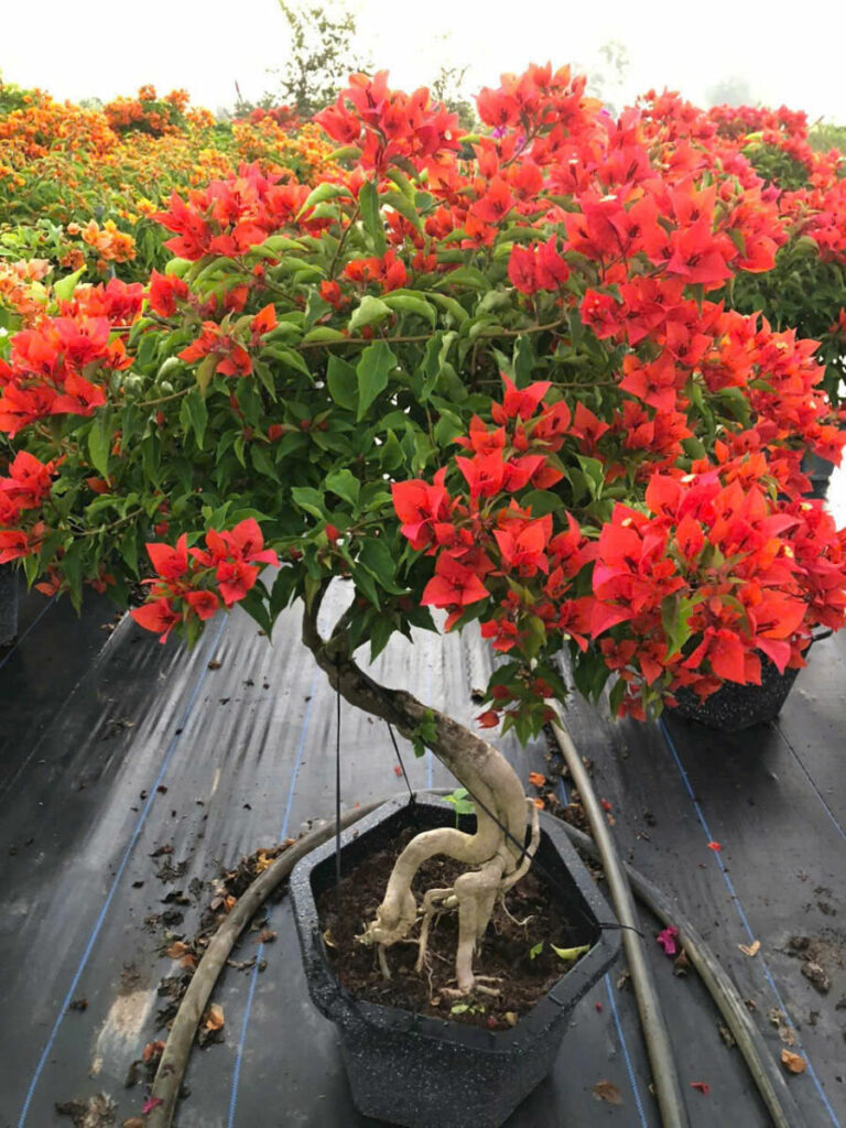 Top 1 địa chỉ mua cây hoa giấy leo giàn ở TPHCM Dịch vụ cây xanh Khu vực giao cây xanh Thi công công trình Thi công sân thượng Thiết kế ban công Thiết kế cảnh quan Thiết kế cảnh quan sân vườn Thiết kế sân vườn Vựa cây cảnh  