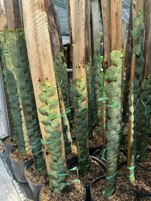 Cây tắc kè thái ( cây thằn lằn) leo tường Cây leo bám tường 4