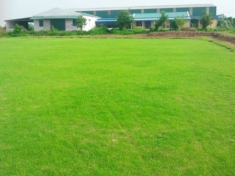 Cung Cấp Cỏ Nhung Nhật Giá Rẻ Tại TP.HCM – Giao Hàng Nhanh, Chất Lượng Uy Tín Dịch vụ trồng cỏ Dịch vụ cây xanh Cung Cấp Cỏ Nhung Nhật Giá Rẻ Tại TP.HCM – Giao Hàng Nhanh, Chất Lượng Uy Tín Dịch vụ trồng cỏ Dịch vụ cây xanh