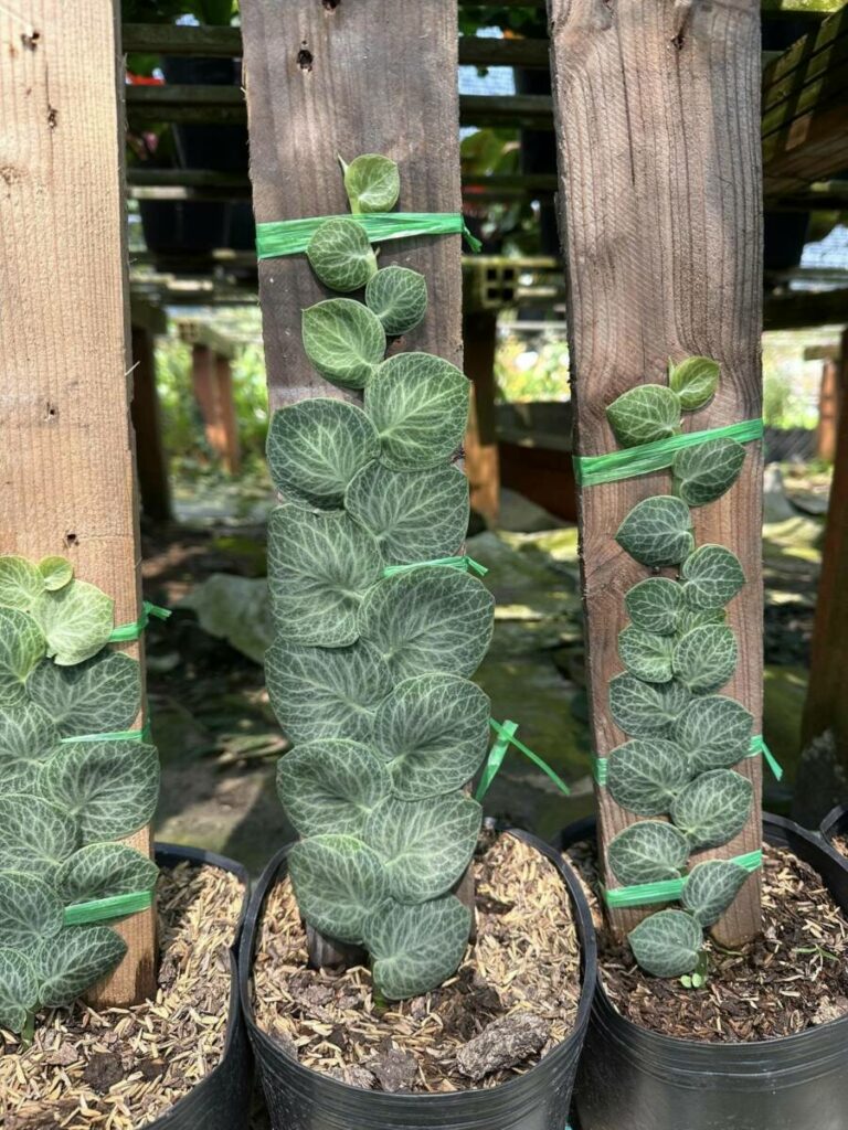 Cây tắc kè thái ( cây thằn lằn) leo tường  