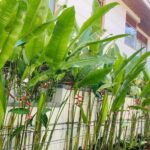 Cây chuối cảnh