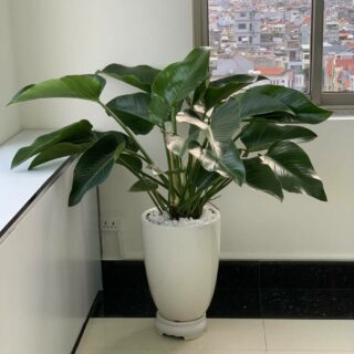 Cây đế vương xanh Cây cảnh văn phòng