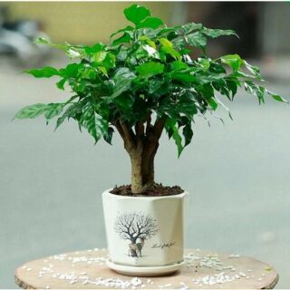 Cây hạnh phúc để bàn Cây cảnh để bàn