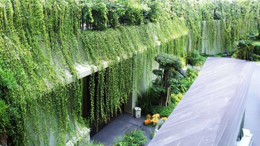 Top 10 cây leo tường phổ biến và được ưa chuộng hiện nay, phù hợp với khí hậu Việt Nam Hướng dẫn chăm sóc cây Top 10 cây leo tường phổ biến và được ưa chuộng hiện nay, phù hợp với khí hậu Việt Nam Hướng dẫn chăm sóc cây