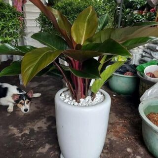 Cây trầu bà đế vương đỏ Cây cảnh văn phòng 3