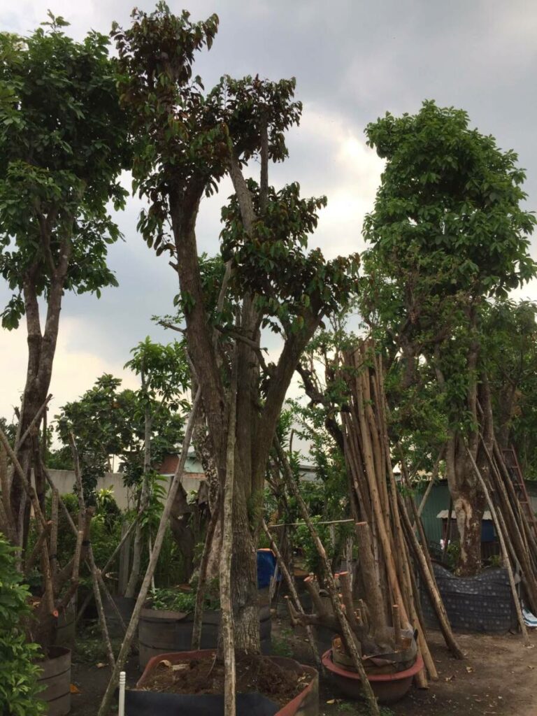 Dịch vụ trồng cây vú sữa lớn, cổ thụ tại nhà, sân vườn, cổng hàng rào Dịch vụ cây xanh Vựa cây cảnh  Hội mua bán cây vú sữa Giá cây vú sữa đường kính 20cm Giá cây Vú sữa cổ thụ Giá cây vú sữa cao 5m Giá cây vú sữa cao 3m Giá cây vú sữa cao 2m Giá bán cây vú sữa trưởng thành Bán cây vú sữa TPHCM 
