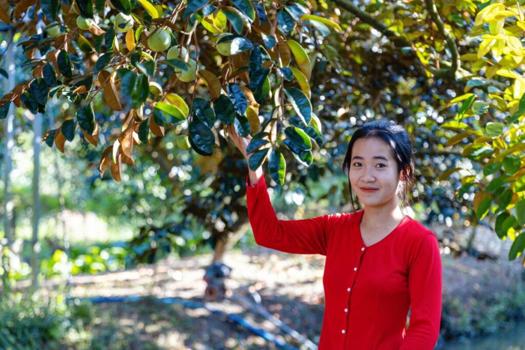 Dịch vụ trồng cây vú sữa lớn, cổ thụ tại nhà, sân vườn, cổng hàng rào Dịch vụ cây xanh Vựa cây cảnh  Hội mua bán cây vú sữa Giá cây vú sữa đường kính 20cm Giá cây Vú sữa cổ thụ Giá cây vú sữa cao 5m Giá cây vú sữa cao 3m Giá cây vú sữa cao 2m Giá bán cây vú sữa trưởng thành Bán cây vú sữa TPHCM 