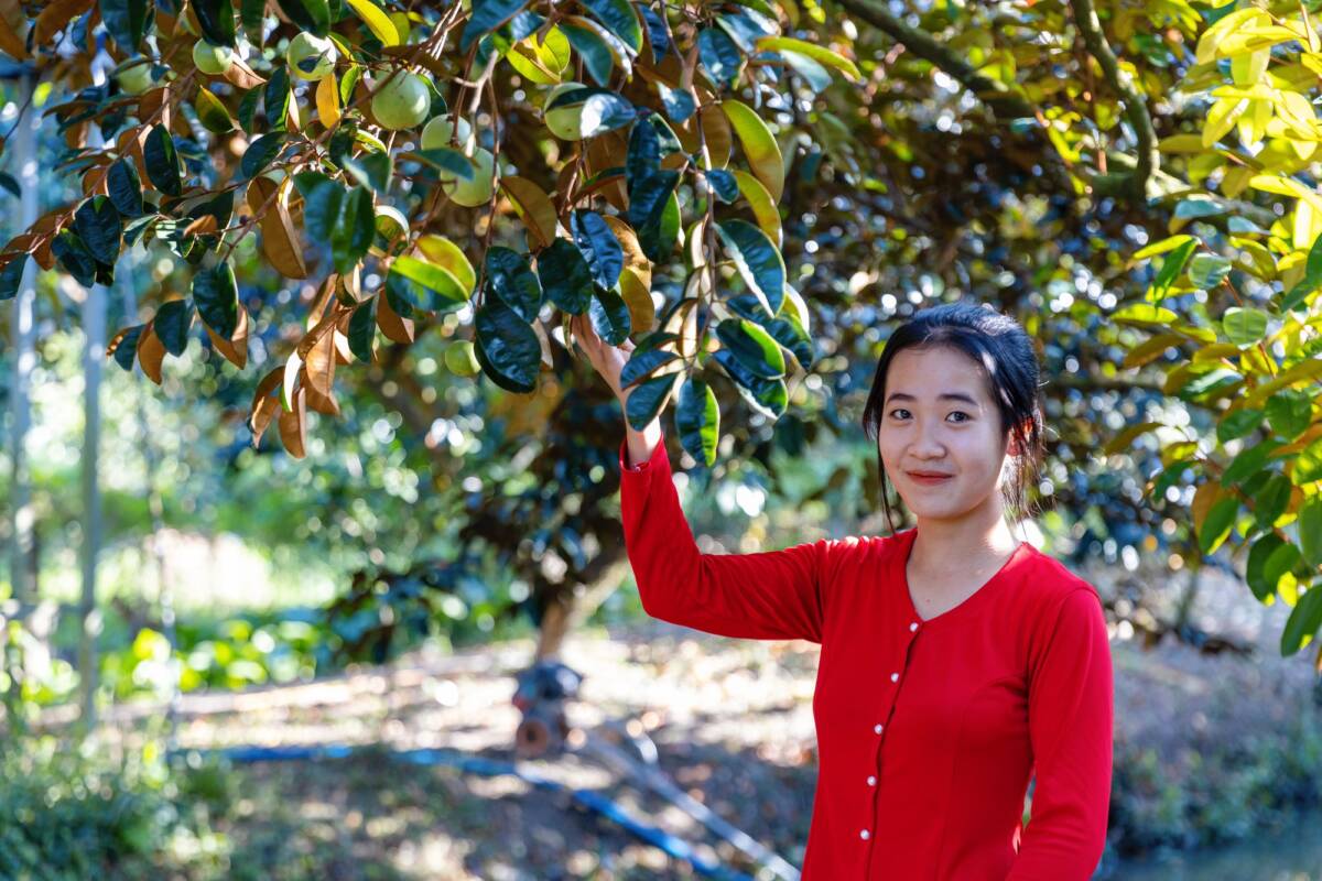 Dịch vụ trồng cây vú sữa lớn, cổ thụ tại nhà, sân vườn, cổng hàng rào Dịch vụ cây xanh Vựa cây cảnh Hội mua bán cây vú sữa Giá cây vú sữa đường kính 20cm Giá cây Vú sữa cổ thụ Giá cây vú sữa cao 5m Giá cây vú sữa cao 3m Giá cây vú sữa cao 2m Giá bán cây vú sữa trưởng thành Bán cây vú sữa TPHCM Dịch vụ trồng cây vú sữa lớn, cổ thụ tại nhà, sân vườn, cổng hàng rào Dịch vụ cây xanh Vựa cây cảnh Hội mua bán cây vú sữa Giá cây vú sữa đường kính 20cm Giá cây Vú sữa cổ thụ Giá cây vú sữa cao 5m Giá cây vú sữa cao 3m Giá cây vú sữa cao 2m Giá bán cây vú sữa trưởng thành Bán cây vú sữa TPHCM