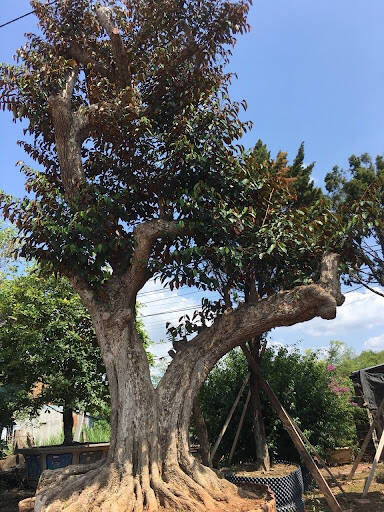 Dịch vụ trồng cây vú sữa lớn, cổ thụ tại nhà, sân vườn, cổng hàng rào Dịch vụ cây xanh Vựa cây cảnh  Hội mua bán cây vú sữa Giá cây vú sữa đường kính 20cm Giá cây Vú sữa cổ thụ Giá cây vú sữa cao 5m Giá cây vú sữa cao 3m Giá cây vú sữa cao 2m Giá bán cây vú sữa trưởng thành Bán cây vú sữa TPHCM 