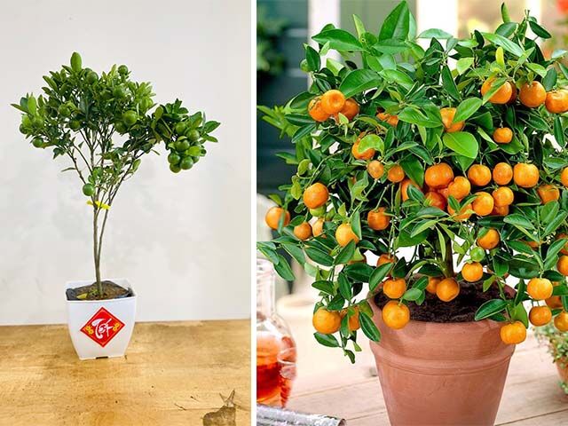 Bí quyết "vàng" cách trộn tỷ lệ đất trồng cây tắc (cây hạnh) hiệu quả Kỹ thuật trồng cây Bí quyết "vàng" cách trộn tỷ lệ đất trồng cây tắc (cây hạnh) hiệu quả Kỹ thuật trồng cây