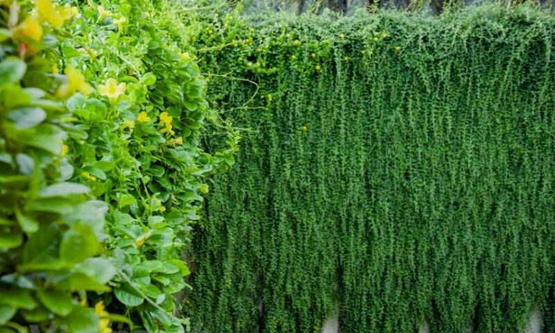 Top 10 cây leo tường phổ biến và được ưa chuộng hiện nay, phù hợp với khí hậu Việt Nam Hướng dẫn chăm sóc cây  