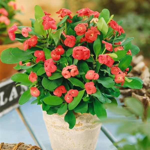 Cây xương rồng bát tiên Cây xương rồng bát tiên
