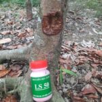 keo lien seo lien da ls50 4