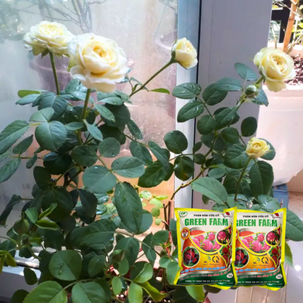 Phân bón hữu cơ hoa hồng và cây kiểng giúp cải tạo đất tăng đậu hoa – Green Farm Dụng cụ ươm cây 5