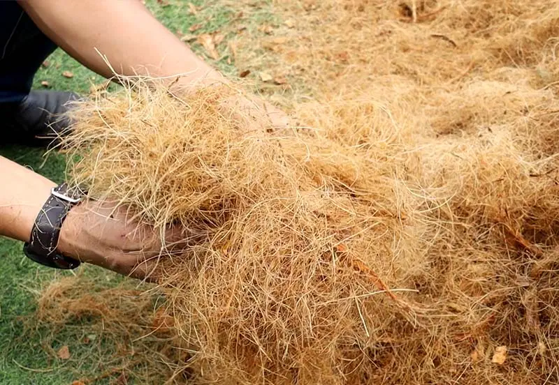 Kinh nghiệm nên trồng lan bằng xơ dừa tươi hay khô Kỹ thuật trồng cây Hướng dẫn chăm sóc cây Kinh nghiệm nên trồng lan bằng xơ dừa tươi hay khô Kỹ thuật trồng cây Hướng dẫn chăm sóc cây