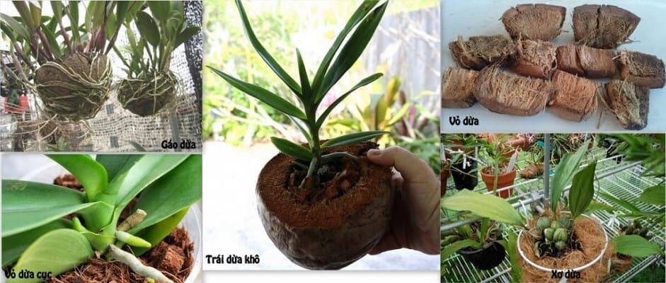 Kinh nghiệm nên trồng lan bằng xơ dừa tươi hay khô Kỹ thuật trồng cây Hướng dẫn chăm sóc cây  