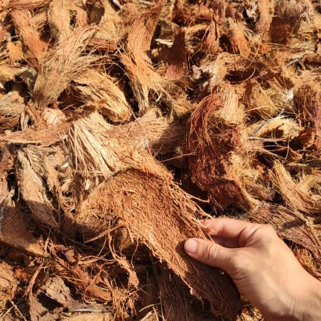 Kinh nghiệm nên trồng lan bằng xơ dừa tươi hay khô Kỹ thuật trồng cây Hướng dẫn chăm sóc cây  
