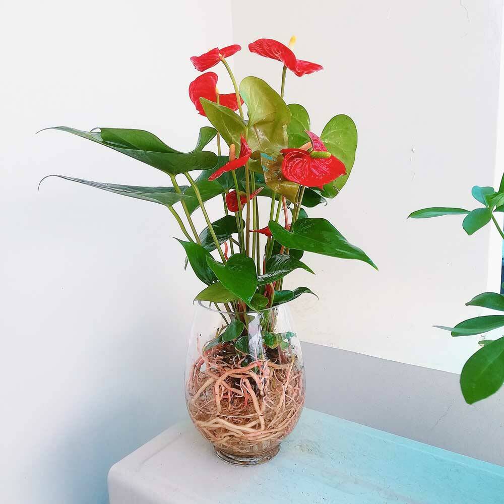 Top 10 Cây Phong Thủy Hợp Với Người Mệnh Mộc Cây xanh phong thuỷ Dịch vụ cây xanh Hướng dẫn chăm sóc cây Khu vực giao cây xanh Kỹ thuật trồng cây Loài cây Loài hoa Vựa cây cảnh  