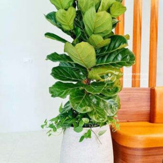 Cây bàng Singapore Cây văn phòng