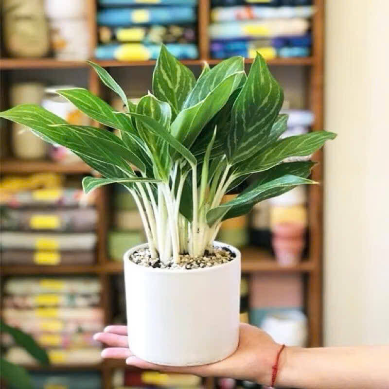 Top 6 Loại Cây Xanh Tặng Cho Người Yêu Là Nam – Ý Nghĩa, Nam Tính Và Dễ Chăm Cây xanh phong thuỷ Dịch vụ cây xanh Khu vực giao cây xanh Kỹ thuật trồng cây Loài cây Loài hoa Thiết kế sân vườn Vựa cây cảnh  