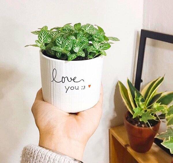🌿 Top 6 Loại Cây Xanh Tặng Người Yêu Là Nữ – Vừa Xinh Xắn, Vừa Ý Nghĩa Cây xanh phong thuỷ Dịch vụ cây xanh Hướng dẫn chăm sóc cây Loài cây Loài hoa Vựa cây cảnh 🌿 Top 6 Loại Cây Xanh Tặng Người Yêu Là Nữ – Vừa Xinh Xắn, Vừa Ý Nghĩa Cây xanh phong thuỷ Dịch vụ cây xanh Hướng dẫn chăm sóc cây Loài cây Loài hoa Vựa cây cảnh