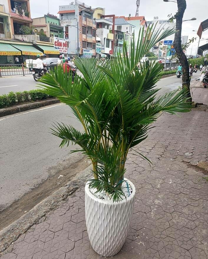 TOP 10 MẪU CHẬU CÂY TẶNG KHAI TRƯƠNG CHO ĐỐI TÁC – SANG TRỌNG & MAY MẮN Cây xanh phong thuỷ Dịch vụ cây xanh Hướng dẫn chăm sóc cây Khu vực giao cây xanh Loài cây Loài hoa Vựa cây cảnh  